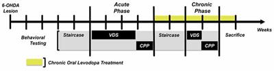 Effect of Levodopa on Reward and Impulsivity in a Rat Model of Parkinson’s Disease